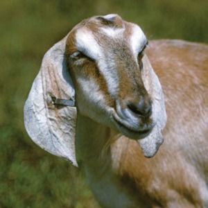 Meet your Posher, Ernie